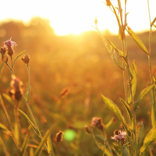 Call for papers : Adaptive Agriculture: Leveraging artificial intelligence (AI) and Biodiversity for Resilient Farming Systems Under Climate Stress