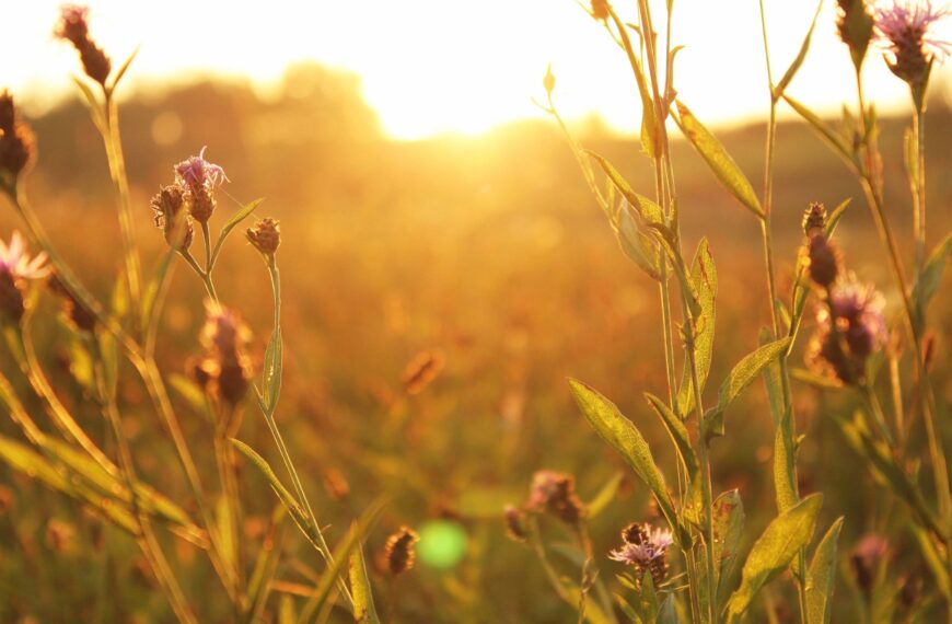 Call for papers : Adaptive Agriculture: Leveraging artificial intelligence (AI) and Biodiversity for Resilient Farming Systems Under Climate Stress